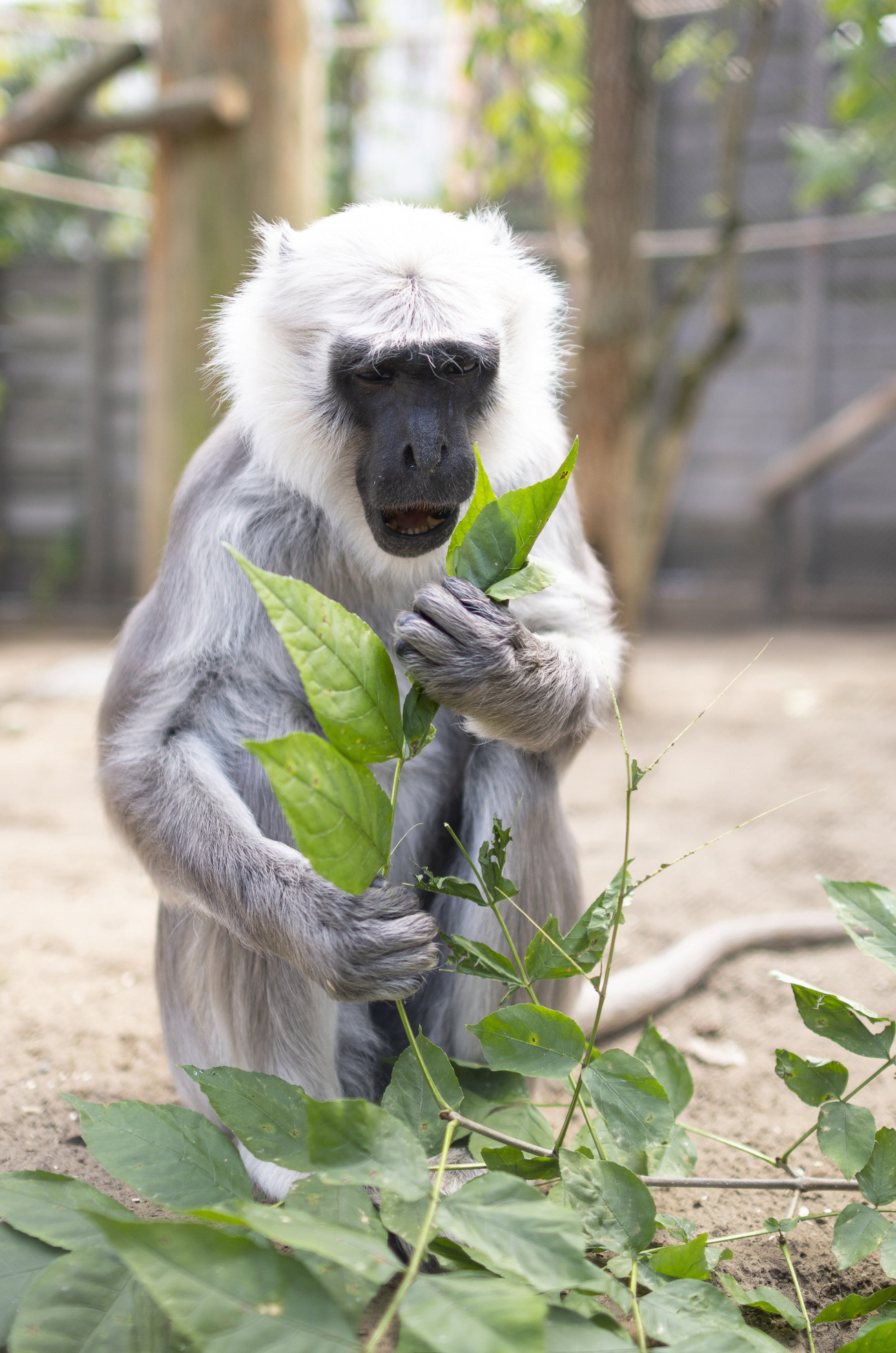 Nyíregyháza, 2019. augusztus 12.
A hannoveri Erlebnis Zoóból érkezett ötéves nőstény hulmán (Semnopithecus entellus) a Nyíregyházi Állatparkban 2019. augusztus 12-én. A hulmánok zárt tartási körülmények között ritkaságnak számítanak, hiszen állatkertekben az egész világon 183 egyed él ebből a közepes termetű majomfajból, Nyíregyházán - a most érkezett állattal - három. 
MTI/Balázs Attila
