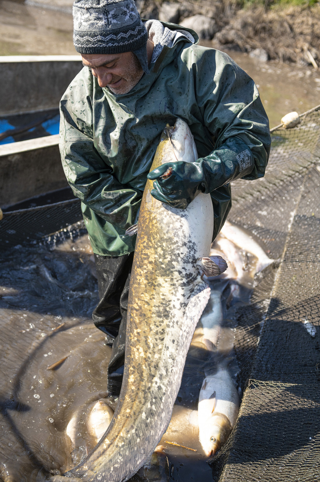 Tiszavasvári, 2020. április 1.
Halász válogatja a halfajtákat a Szabolcsi Halászati Kft. tiszavasvári tóegységén 2020. április 1-jén. A 600 hektáron gazdálkodó halgazdaság évente 450-550 tonna édesvízi halat tud lehalászni. A koronavírus-járvány miatt az exportálási lehetőségek és a belföldi kereslet is csökkent, még 100-120 tonnányi vár értékesítésre.
MTI/Balázs Attila