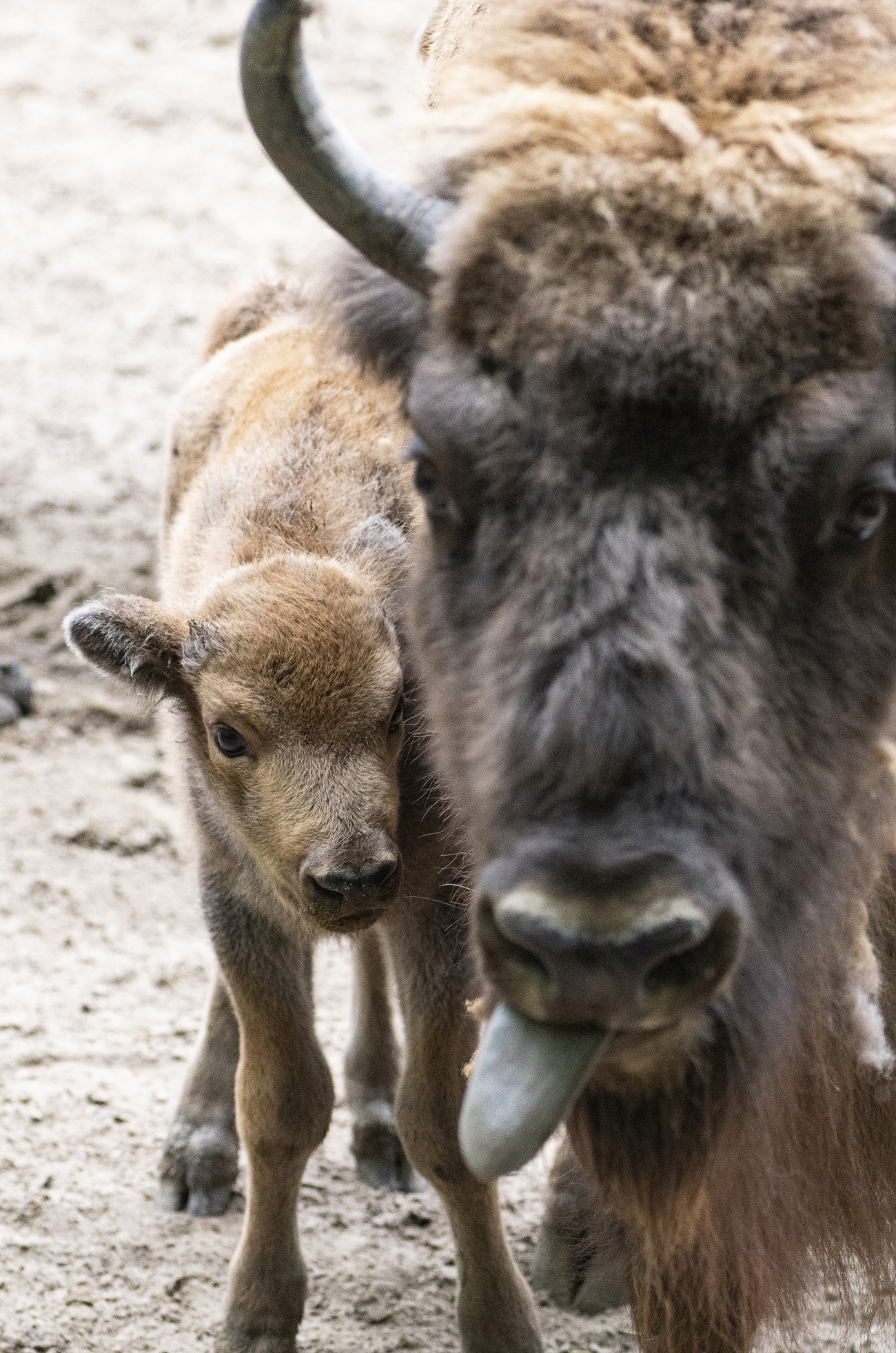Nyíregyháza, 2020. május 18.
Egyhetes európai bölény-bikaborjú (Bison bonasus) anyjával a Nyíregyházi Állatpark kifutójában 2020. május 18-án. Az európai bölény a természetben kipusztult, az utolsó egyedet 1919. február 21-én egy vadorzó ölte meg Lengyelországban, a bialowiezai őserdőben. Az állatkertekben összesen 56 bölény maradt, és az összefogásuk eredményeként elkezdődött a bölények szaporítása és folyamatos visszatelepítése. Az Európai Fajmegőrzési Program keretében Nyíregyházán öt egyedet tartanak Európa legnagyobb testű szárazföldi emlőséből.
MTI/Balázs Attila