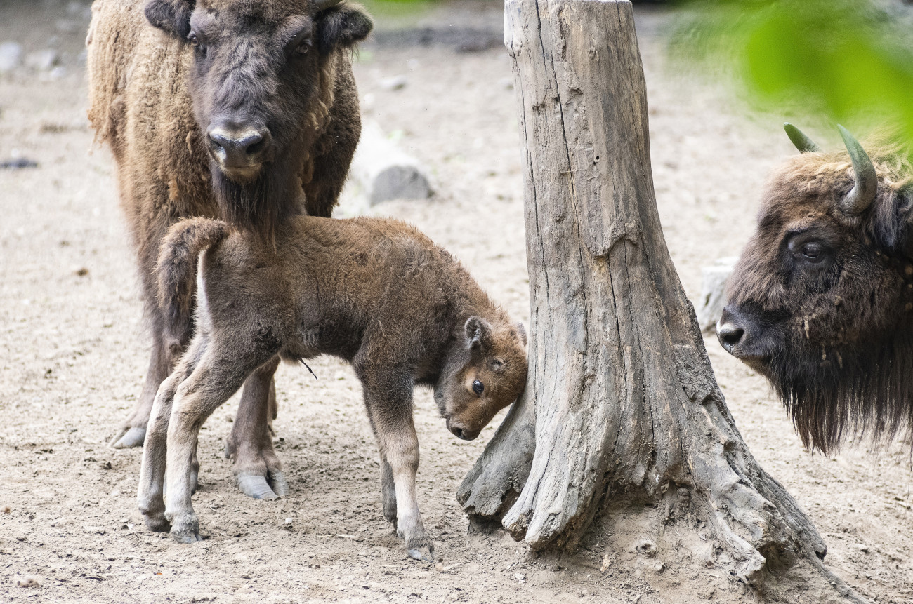 Nyíregyháza, 2020. május 18.
Egyhetes európai bölény-bikaborjú (Bison bonasus) a Nyíregyházi Állatpark kifutójában 2020. május 18-án. Az európai bölény a természetben kipusztult, az utolsó egyedet 1919. február 21-én egy vadorzó ölte meg Lengyelországban, a bialowiezai őserdőben. Az állatkertekben összesen 56 bölény maradt, és az összefogásuk eredményeként elkezdődött a bölények szaporítása és folyamatos visszatelepítése. Az Európai Fajmegőrzési Program keretében Nyíregyházán öt egyedet tartanak Európa legnagyobb testű szárazföldi emlőséből.
MTI/Balázs Attila