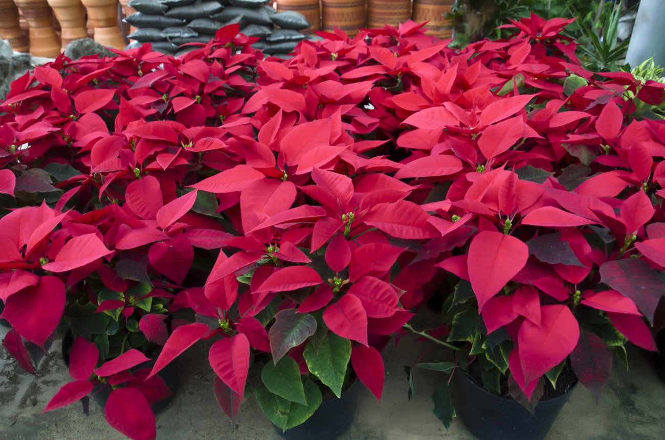 Close-up image of vibrant red poinsettias, symbol of Christmas