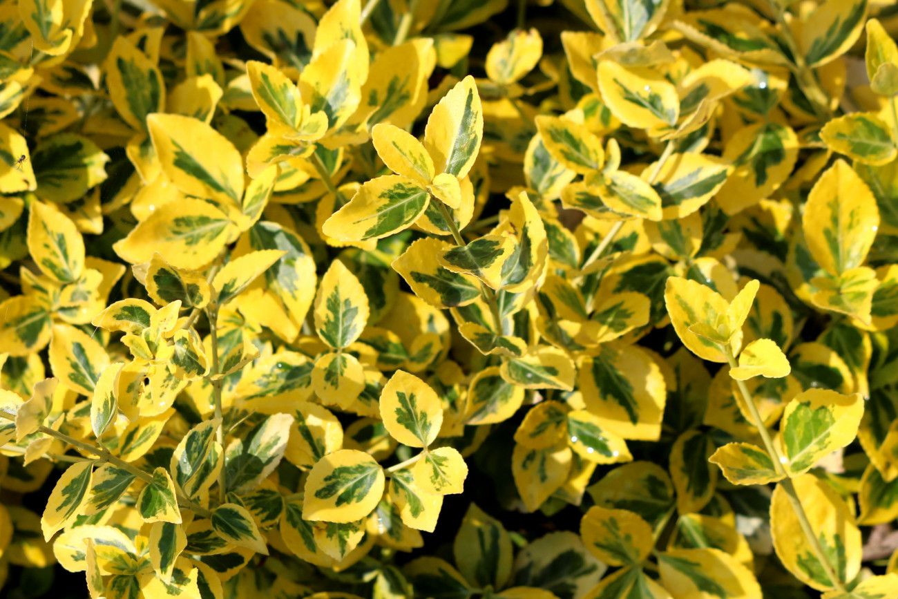 Background texture of Golden Euonymus or Euonymus japonicus Aureo marginatus evergreen densely planted shrub with large leathery glossy oval shaped dark forest green and broadly edged bright golden yellow leaves planted in local garden on warm sunny spring day