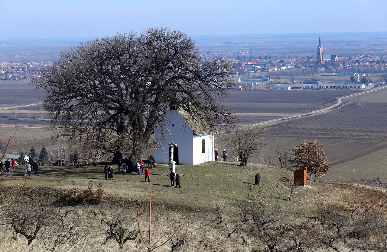 A bátaszéki molyhos tölgy, kora tavaszi napsütésben. Szent Orbán-kápolna Forrás: Wikipédia / Thaler Tamas
