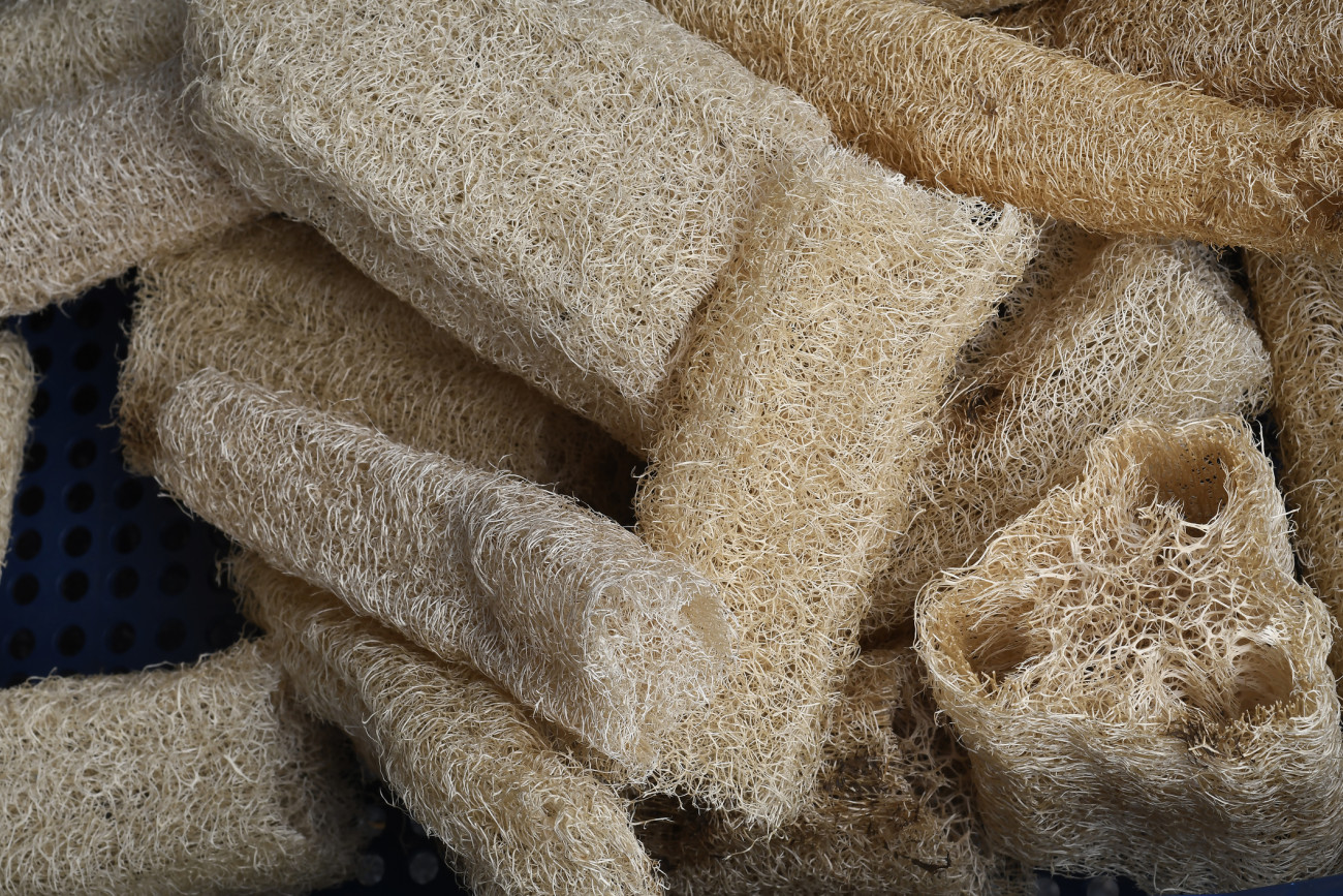 Close-up of vegetable loofah.