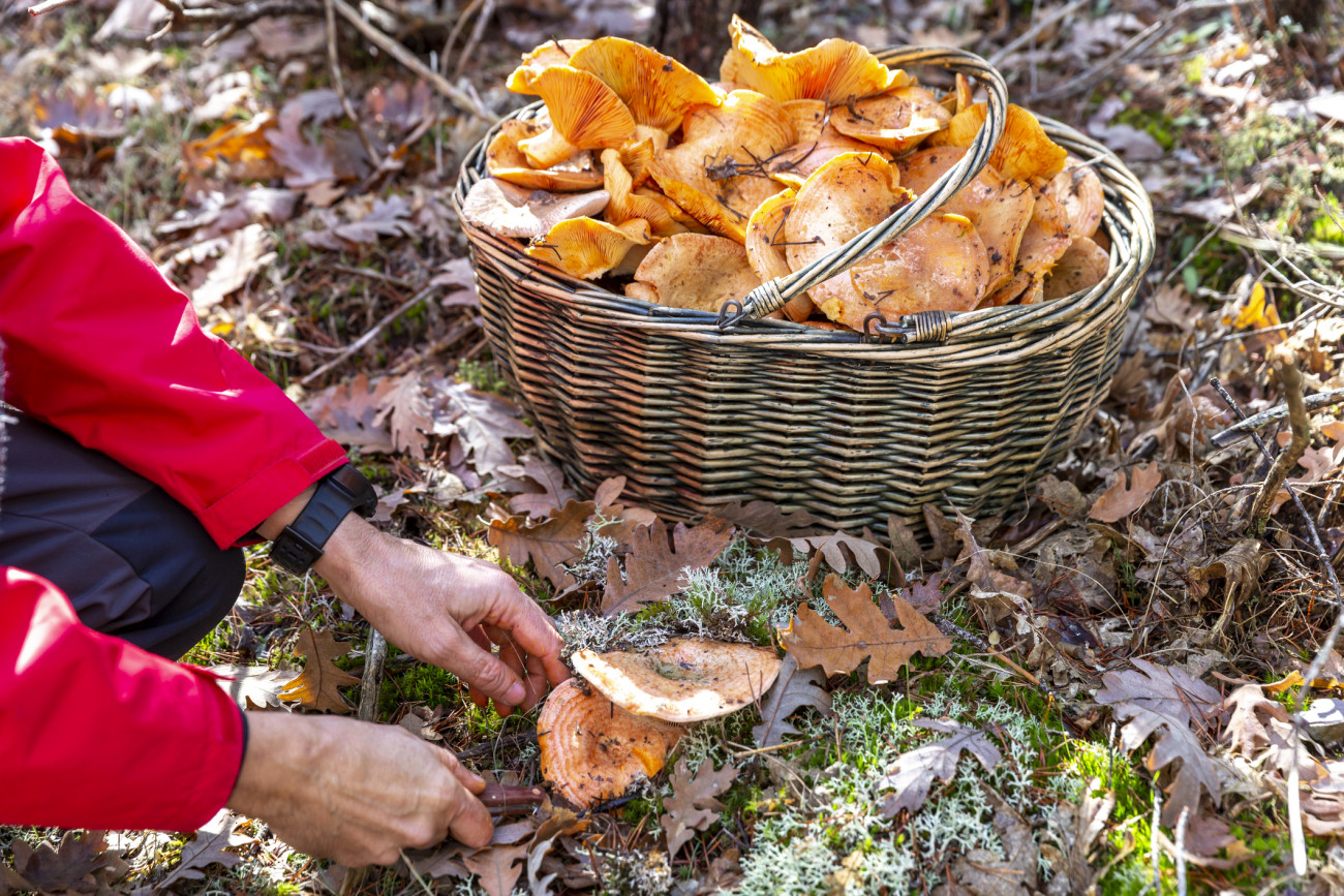 Basket with Lactarius deliciosus mushrooms and man's hands picking two more Lactarius.