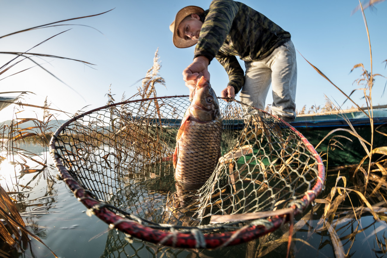 Ponty, a magyar horgászok toplistás kedvence