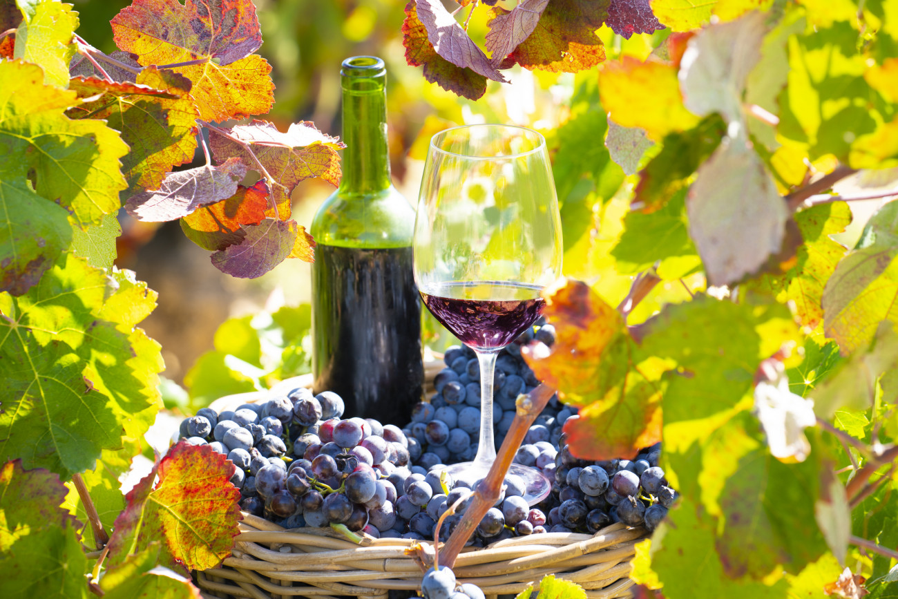 A borszőlő jellemzően kisebb szemű, vastag héjú, magas cukortartalmú szőlőfajta