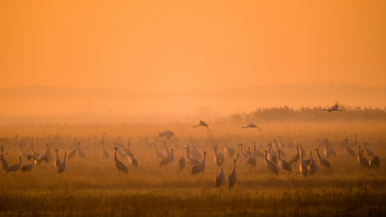 A huge flock of birds. Common Crane (Grus grus). Hortobagy National Park. Hungary.