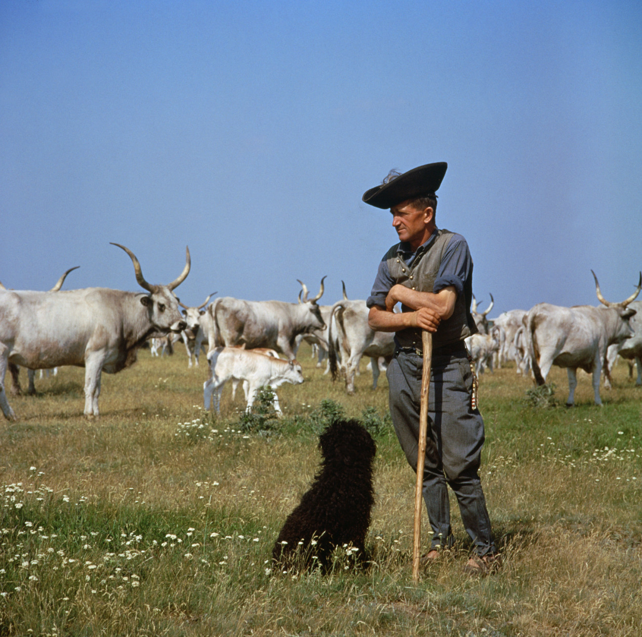 Hortobágyi pásztor, kutyájával