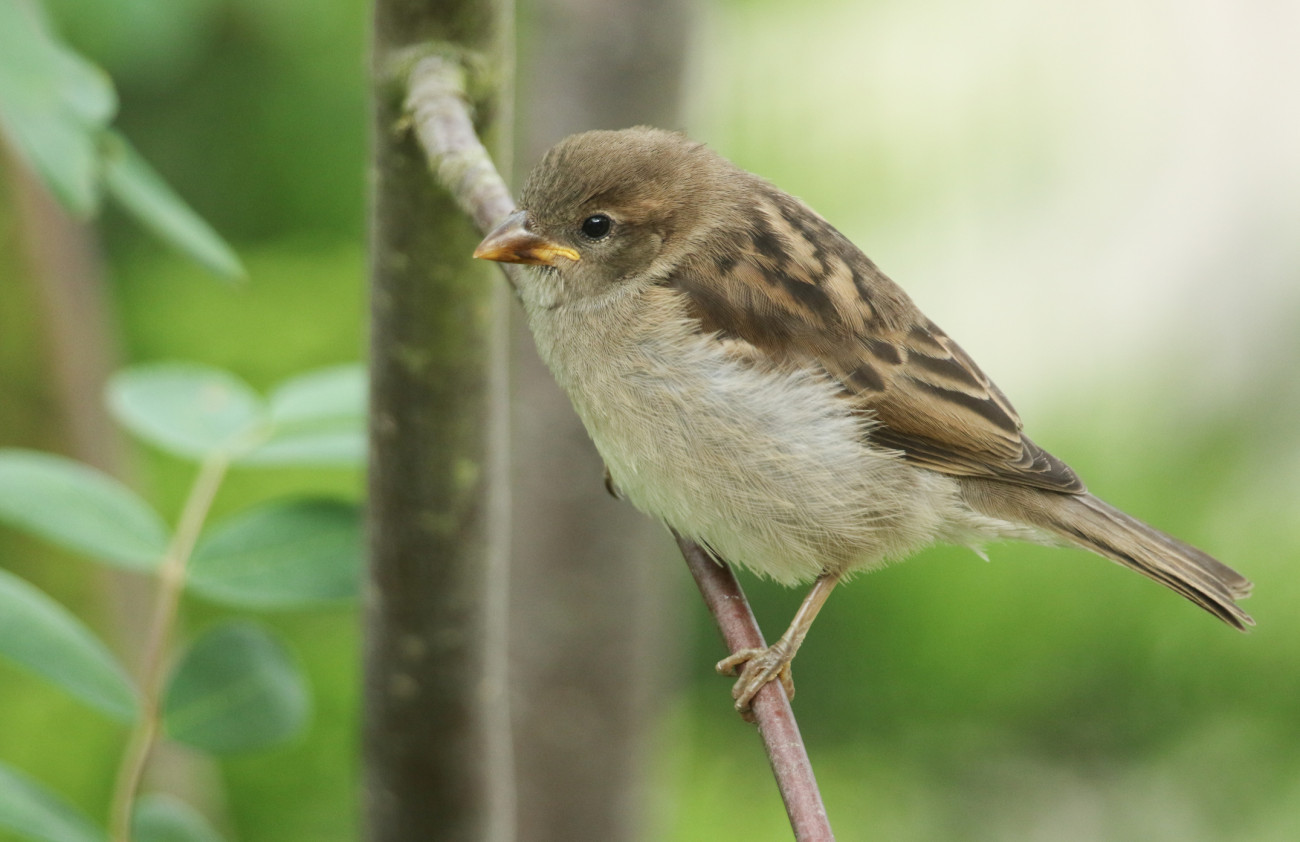 A cute baby House Sparrow, Passer domesticus, perching on a branch of a tree. It is waiting for its parents to come back and feed it.