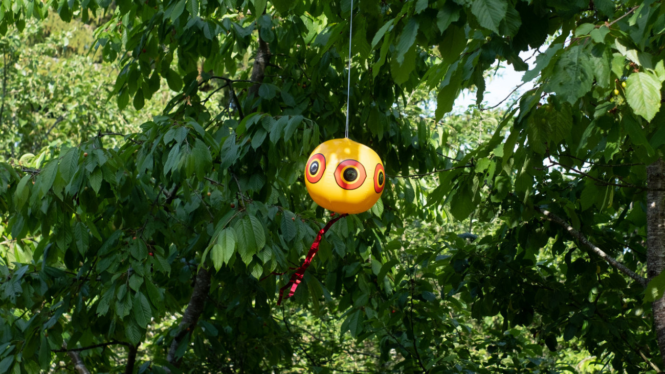Inflated scare-eye bird repellent balloons moving in wind efficiently repel common unwanted pest birds off of property.