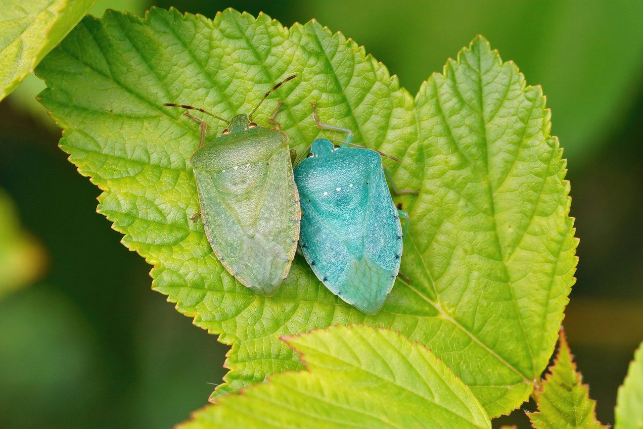 Closeup on 2 different color morphs in adult Southern green shiedlbugs, Nezara virudula in the garden