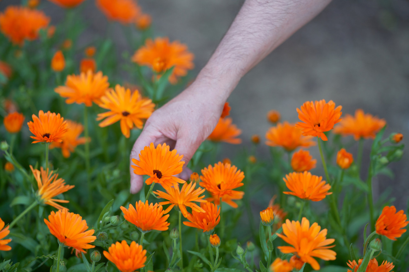 Calendula officinalis, pot marigold, common marigold, ruddles, Mary's gold or Scotch marigold. Human hand picking flower. Homegarden. High point of view.