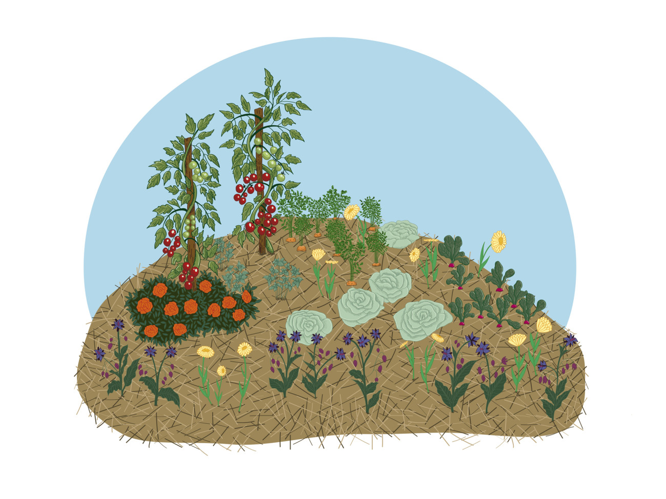 vector hand drawn illustration of a HĂźgelkultur in permaculture with companions. Tomatoes basil carrots radishes lettuces and flowers like marigold calendula and borage