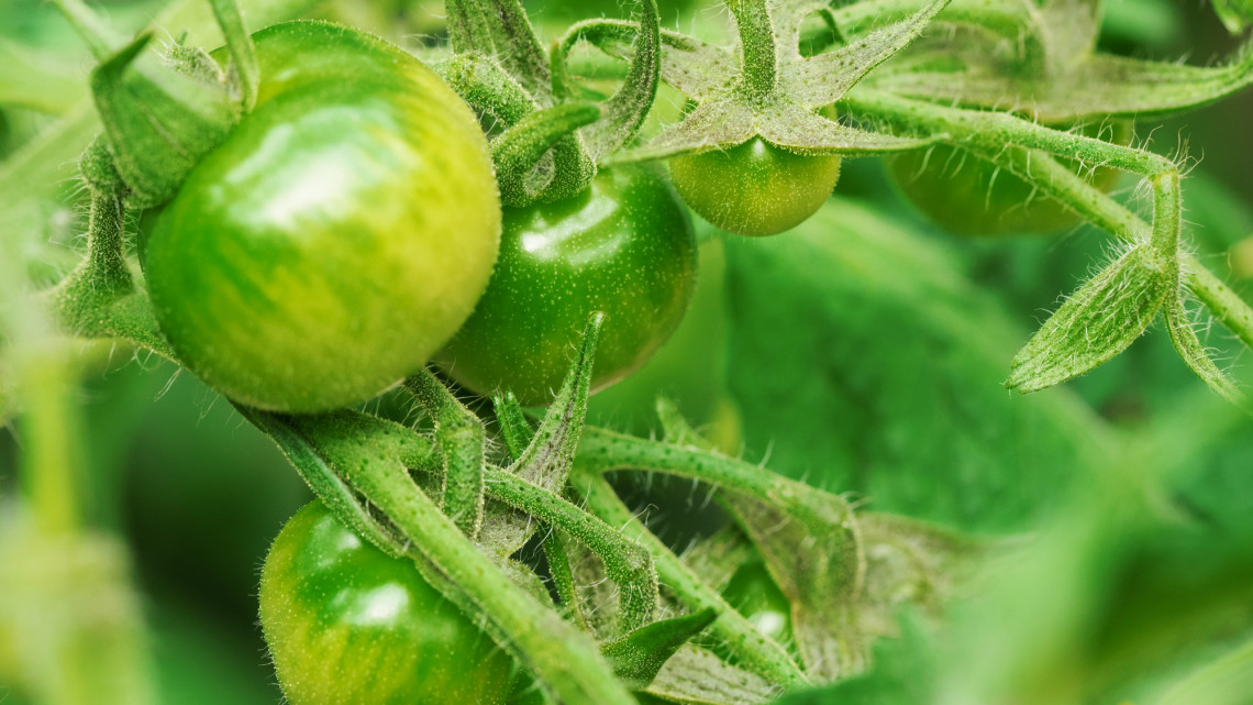 Τόσα πολλά πράγματα μπορούν να γίνουν από πράσινες ντομάτες: πίκλες πράσινης ντομάτας και μαρμελάδα πράσινης ντομάτας
